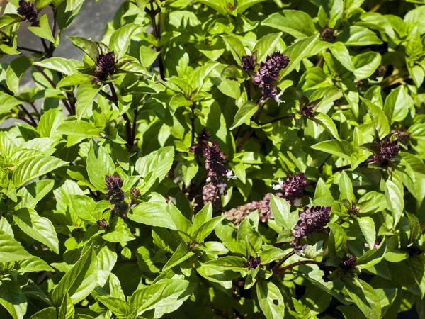 stock image Basil