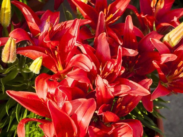 stock image Garden Lily