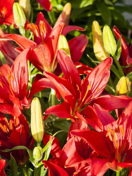 stock image Garden Lily