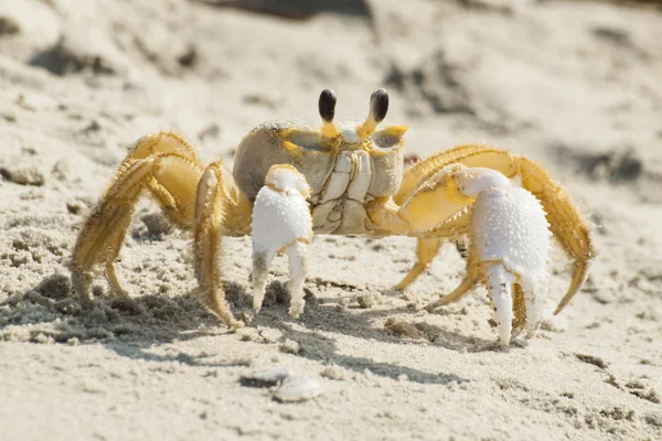 stock image Myrtle Beach