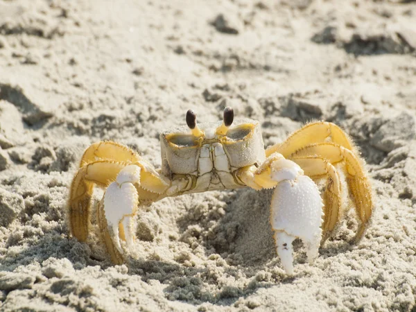 stock image Myrtle Beach