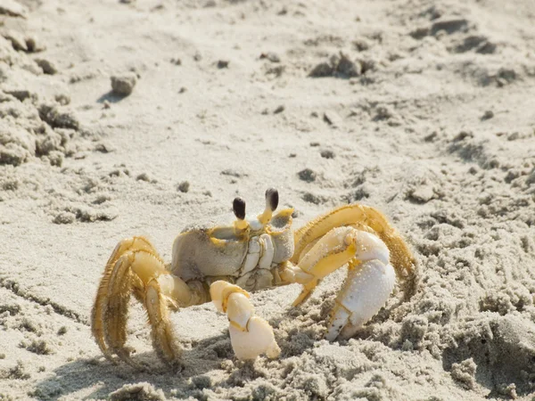 stock image Myrtle Beach