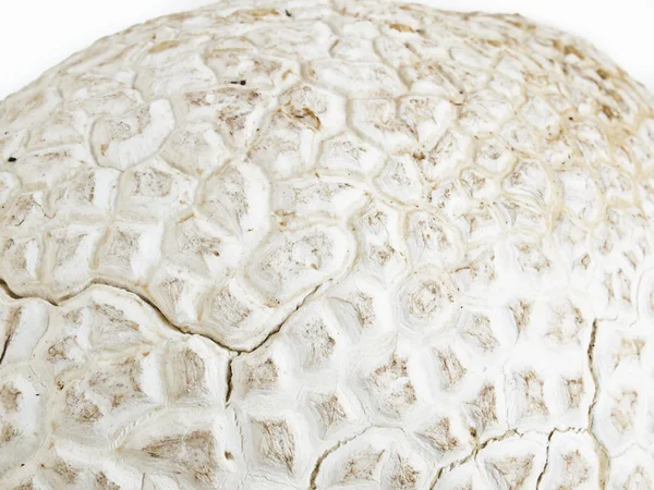 タンポポの綿毛 — ストック写真