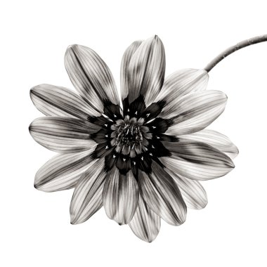 Flower in black and white on white background. clipart