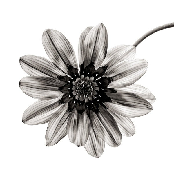 Flower in black and white on white background.