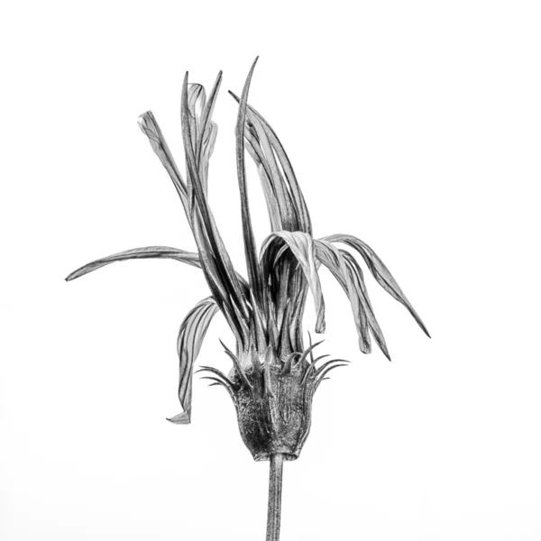 Pictures flowers in black and white Flower in black and white on