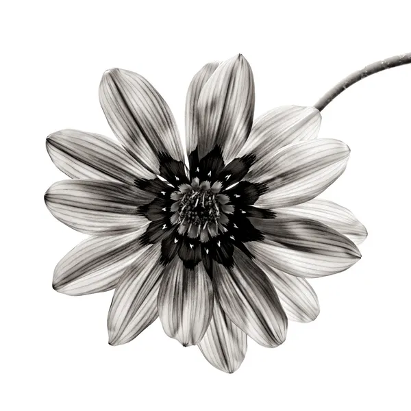 Virág, fehér alapon fekete-fehérben. — Stock Fotó