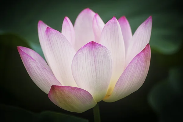 Fleur de lotus blanc parmi le feuillage vert — Photo