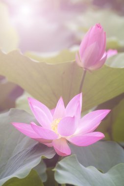 Yeşil yapraklar arasında pembe lotus çiçeği