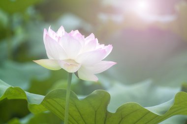 Yeşil yapraklar arasında beyaz lotus çiçeği