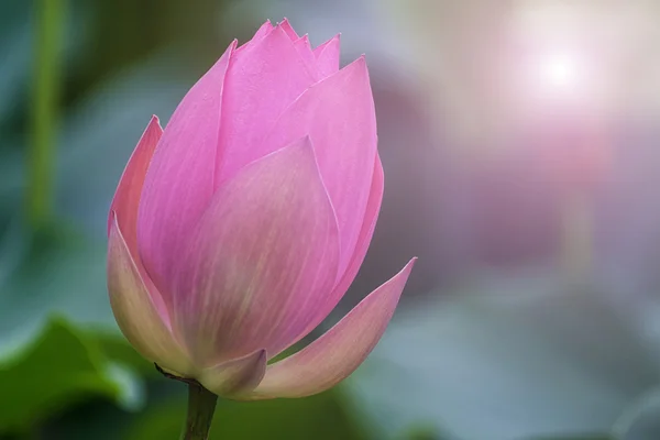 Růžový Lotosový květ mezi zelené listoví — Stock fotografie