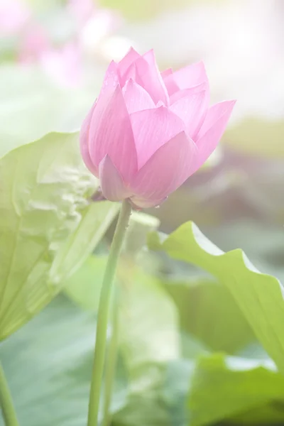 Fleur de lotus rose parmi le feuillage vert — Photo