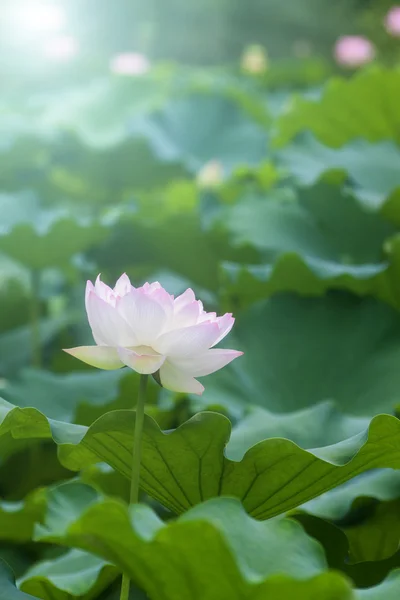 Bílý Lotosový květ mezi zelené listoví — Stock fotografie