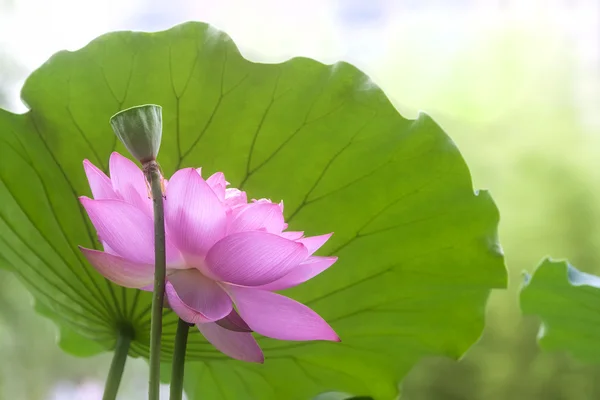 Růžový Lotosový květ mezi zelené listoví — Stock fotografie