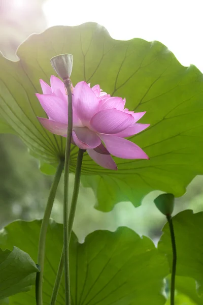 Fleur de lotus rose parmi le feuillage vert — Photo