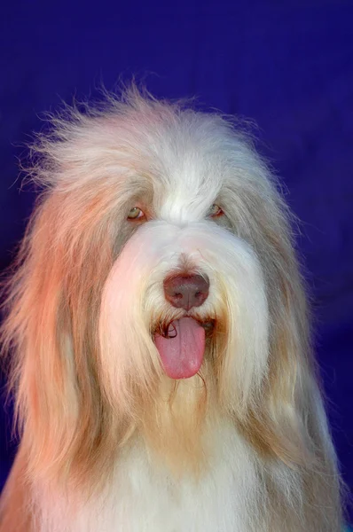 Antiguo perro pastor inglés - Bobtail — Foto de Stock