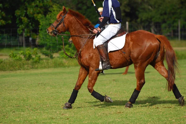 Polocrosse-Spieler reitet auf Pferd — Stockfoto