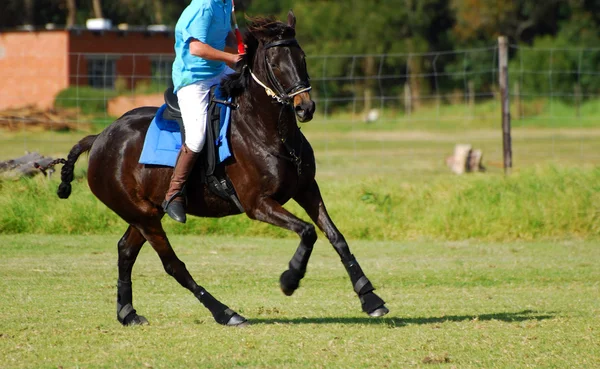 Polocrosse gracz jazda na koniu — Zdjęcie stockowe