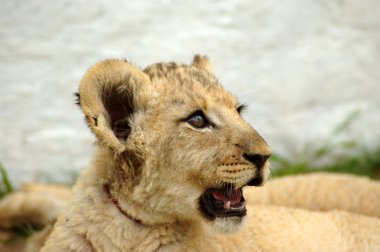 African lion cub clipart