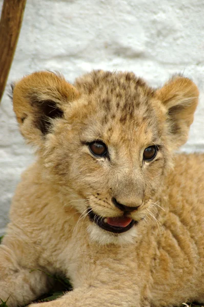 アフリカのライオンの子 — ストック写真