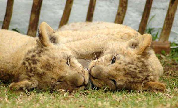 Lion cubs — Stock Photo, Image