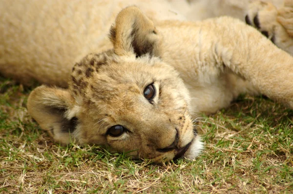 Afrikanska lejon unge — Stockfoto