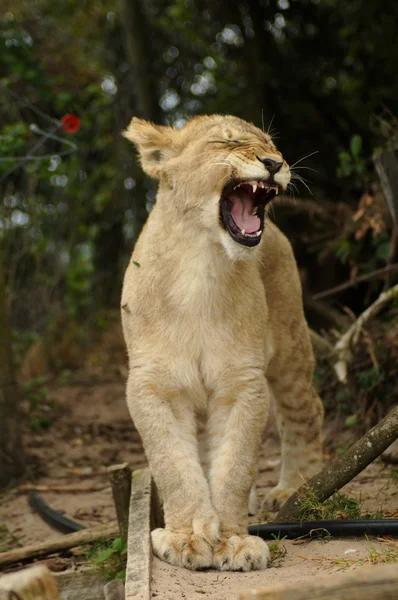 Młody lew ziewanie — Zdjęcie stockowe