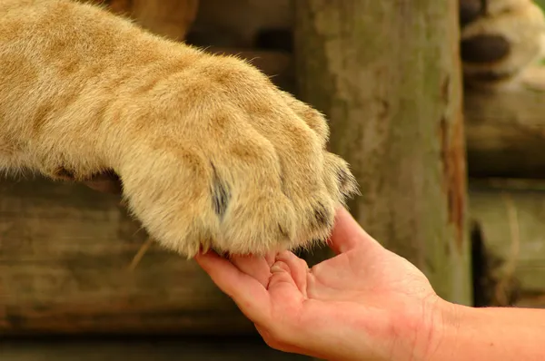 Concepto de interacción - mano humana y pata de león — Foto de Stock
