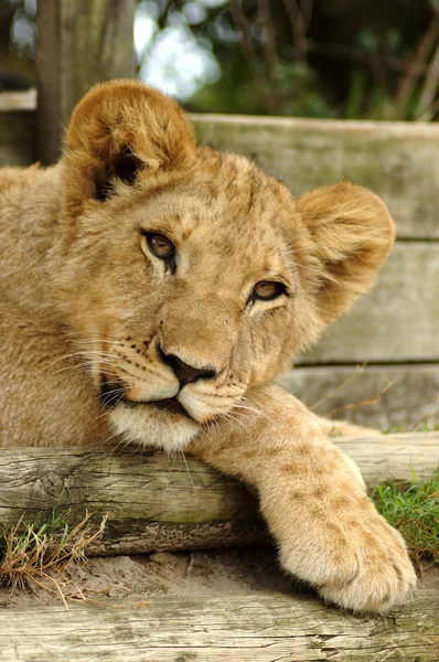 Portret młodego lwa — Zdjęcie stockowe