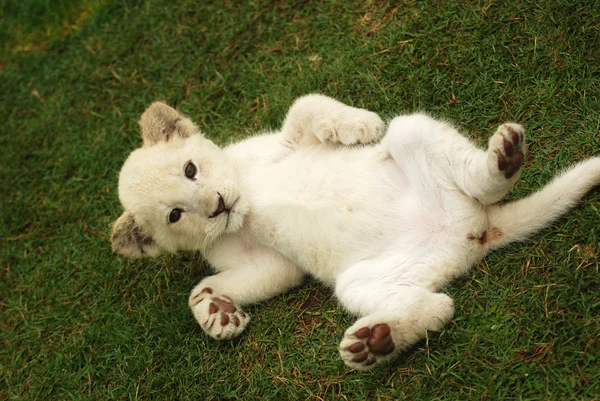 Bébi oroszlán fehér — Stock Fotó