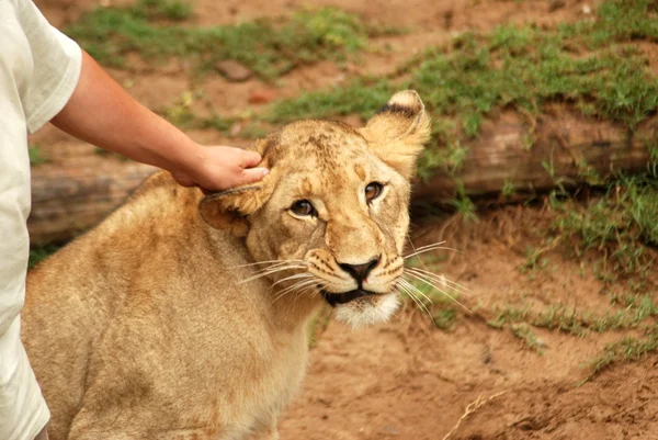Hand berührt einen Löwen — Stockfoto