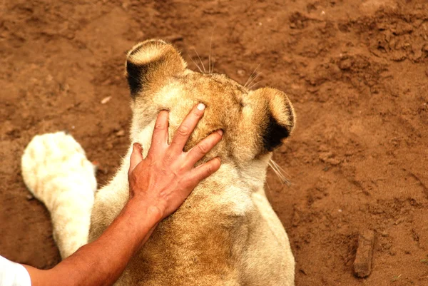 Ręka dotyka lwa — Zdjęcie stockowe