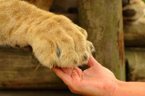 Concetto di interazione - mano umana e zampa di leone Foto Stock