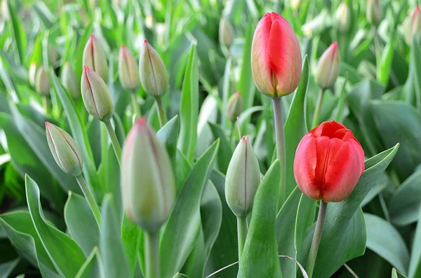 Цветение тюльпанов . Лицензионные Стоковые Изображения