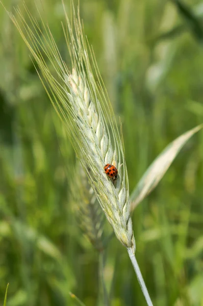 Ladybird beetle — Stock Photo, Image