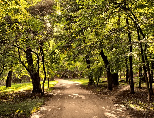 Дорога в парке — стоковое фото
