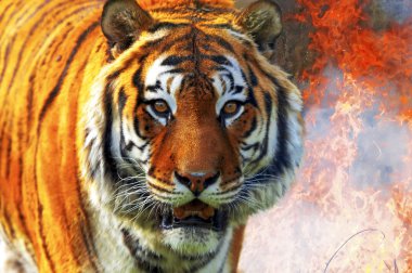 Tiger Panthera tigris altaica clipart