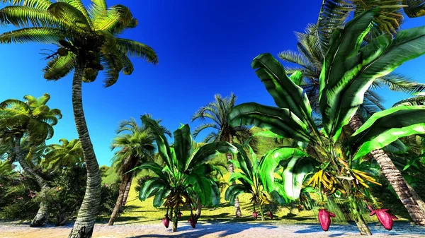 Paradis tropical — Photo