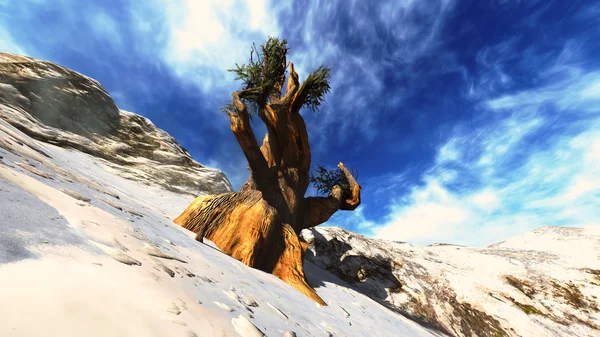 Heliga träd — Stockfoto