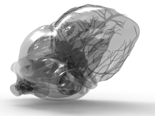 Модель искусственного человеческого сердца — стоковое фото