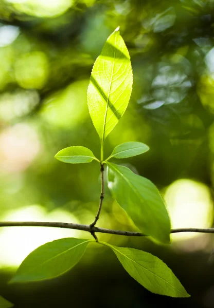 나뭇잎 의구 성 — 스톡 사진