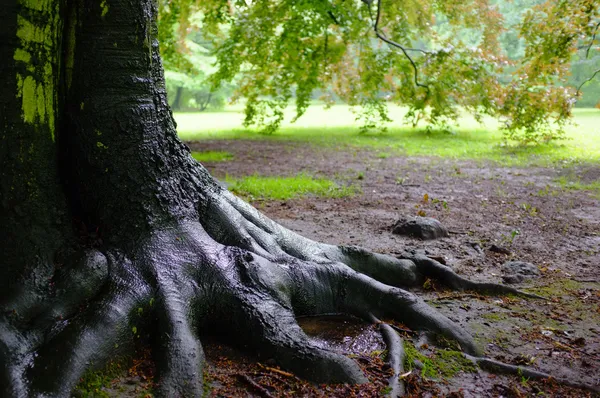 Sonra yağmur meşe ağacı — Stok fotoğraf