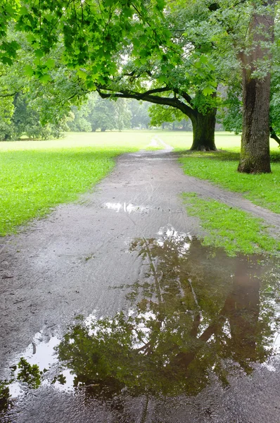 Парк в дощовий день — стокове фото