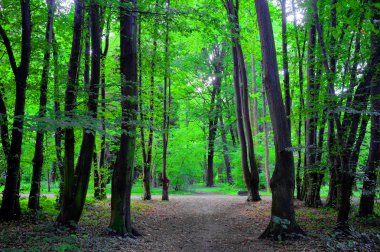 Yağmurlu gün Park