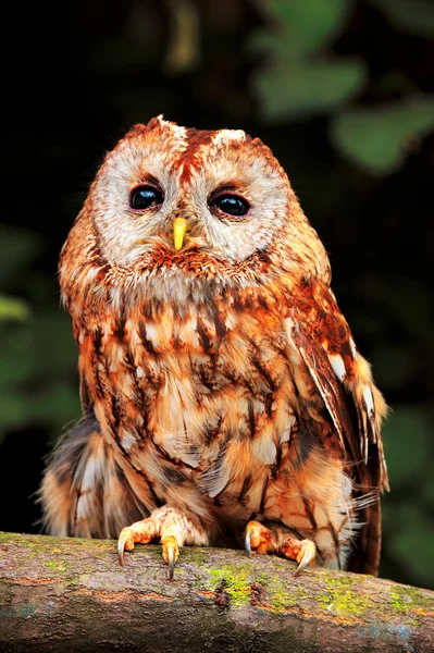 Tawny Owl (Strix aluco) — Stock Photo, Image