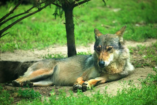 休息的狼 — 图库照片