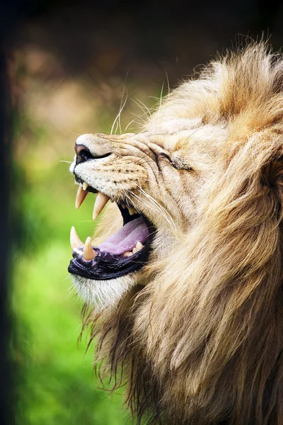 Rytande lejon — Stockfoto
