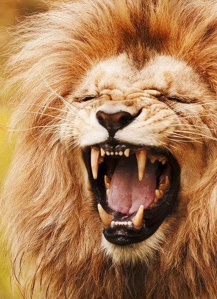 轟音ライオン — ストック写真