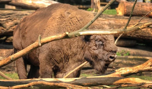 Europese bizon feading op takken — Stockfoto