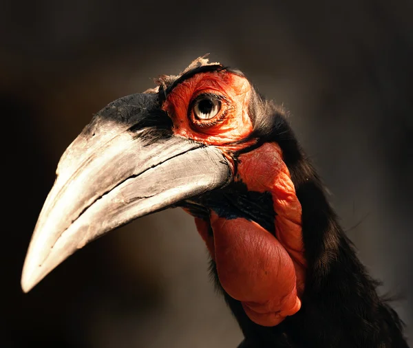 Southern Ground Hornbill — Stock Photo, Image